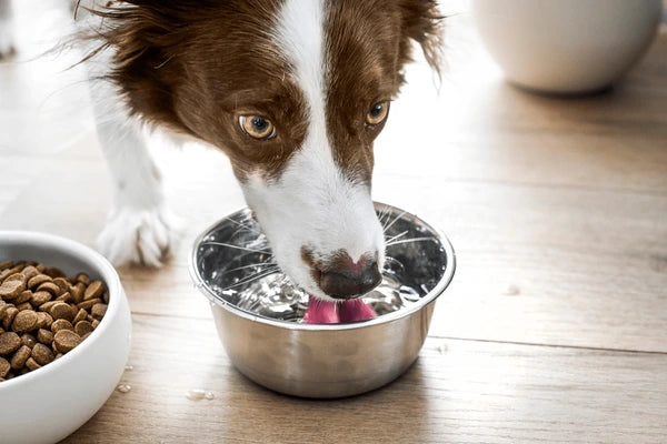 Your Pet's Oral Microbiome and Dental Health