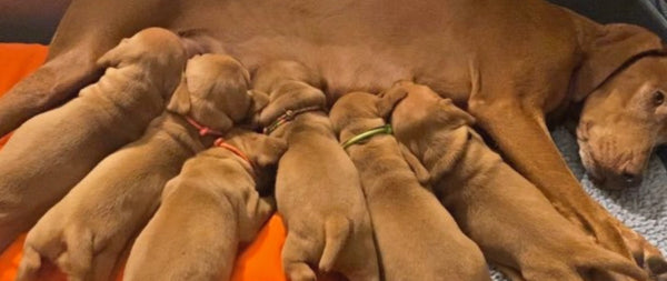 Breeder Puppy Packs