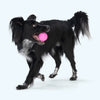 West Paw | Boundr