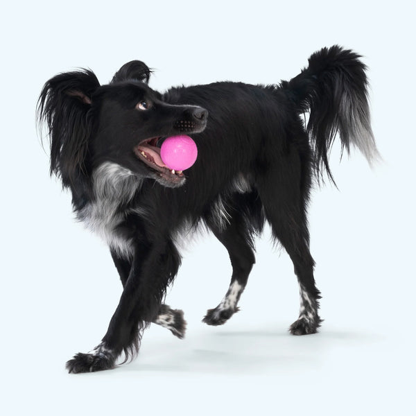 West Paw | Boundr