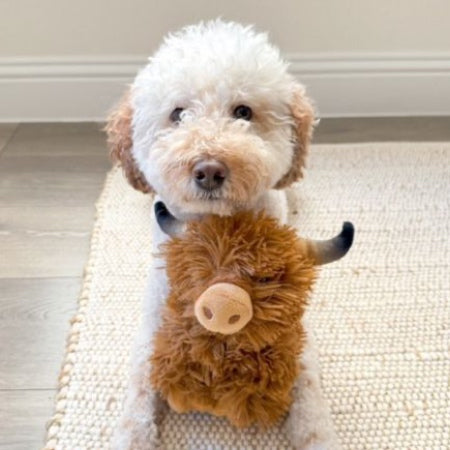 Tall Tails | Highland Cow